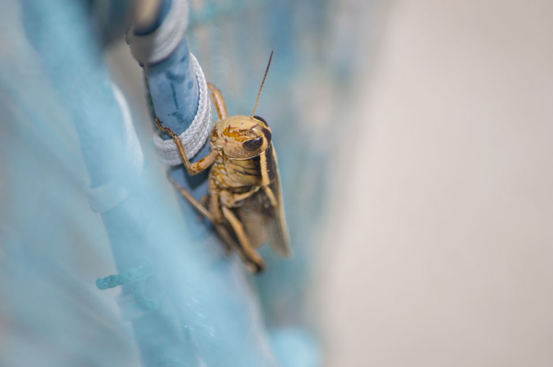 Illustration for article titled 18 Creepy, Crawly Photos Of Insects